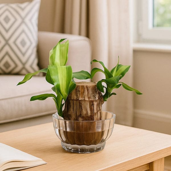 🌿 Premium Lucky Brazil Wood Plant (Live Indoor Plant)🌿