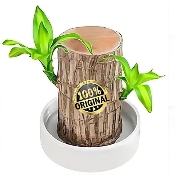 🌿 Premium Lucky Brazil Wood Plant (Live Indoor Plant)🌿
