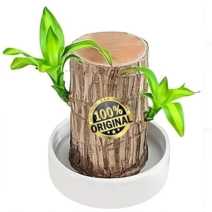 🌿 Premium Lucky Brazil Wood Plant (Live Indoor Plant)🌿