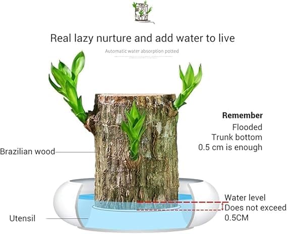 🌿 Premium Lucky Brazil Wood Plant (Live Indoor Plant)🌿
