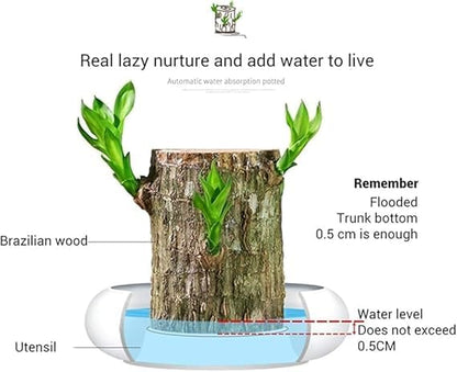 🌿 Premium Lucky Brazil Wood Plant (Live Indoor Plant)🌿