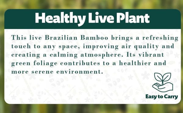 🌿 Premium Lucky Brazil Wood Plant (Live Indoor Plant)🌿