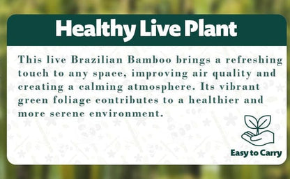 🌿 Premium Lucky Brazil Wood Plant (Live Indoor Plant)🌿