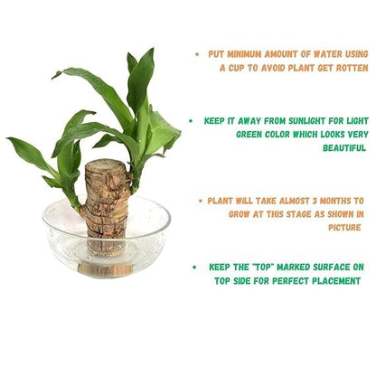 🌿 Premium Lucky Brazil Wood Plant (Live Indoor Plant)🌿