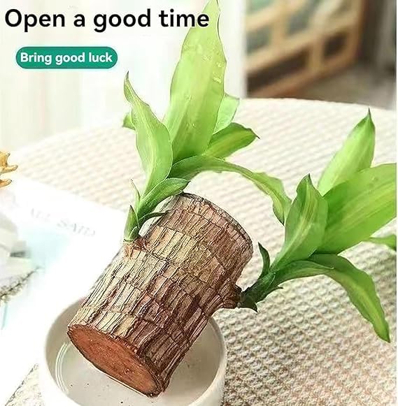 🌿 Premium Lucky Brazil Wood Plant (Live Indoor Plant)🌿