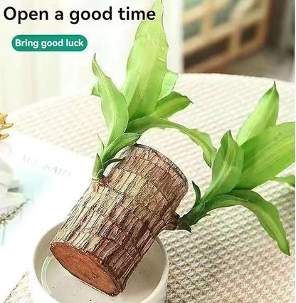 🌿 Premium Lucky Brazil Wood Plant (Live Indoor Plant)🌿