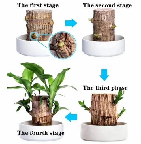 🌿 Premium Lucky Brazil Wood Plant (Live Indoor Plant)🌿